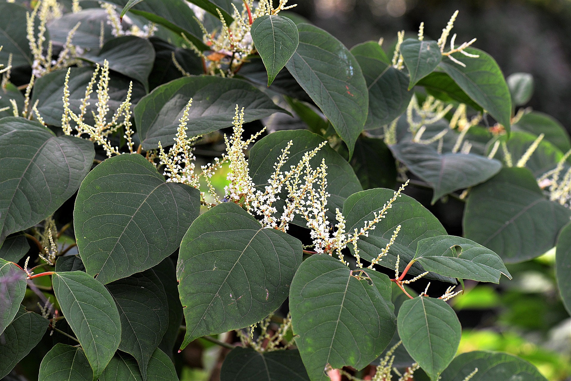 Japanese Knotweed: what are the implications for home owners?
